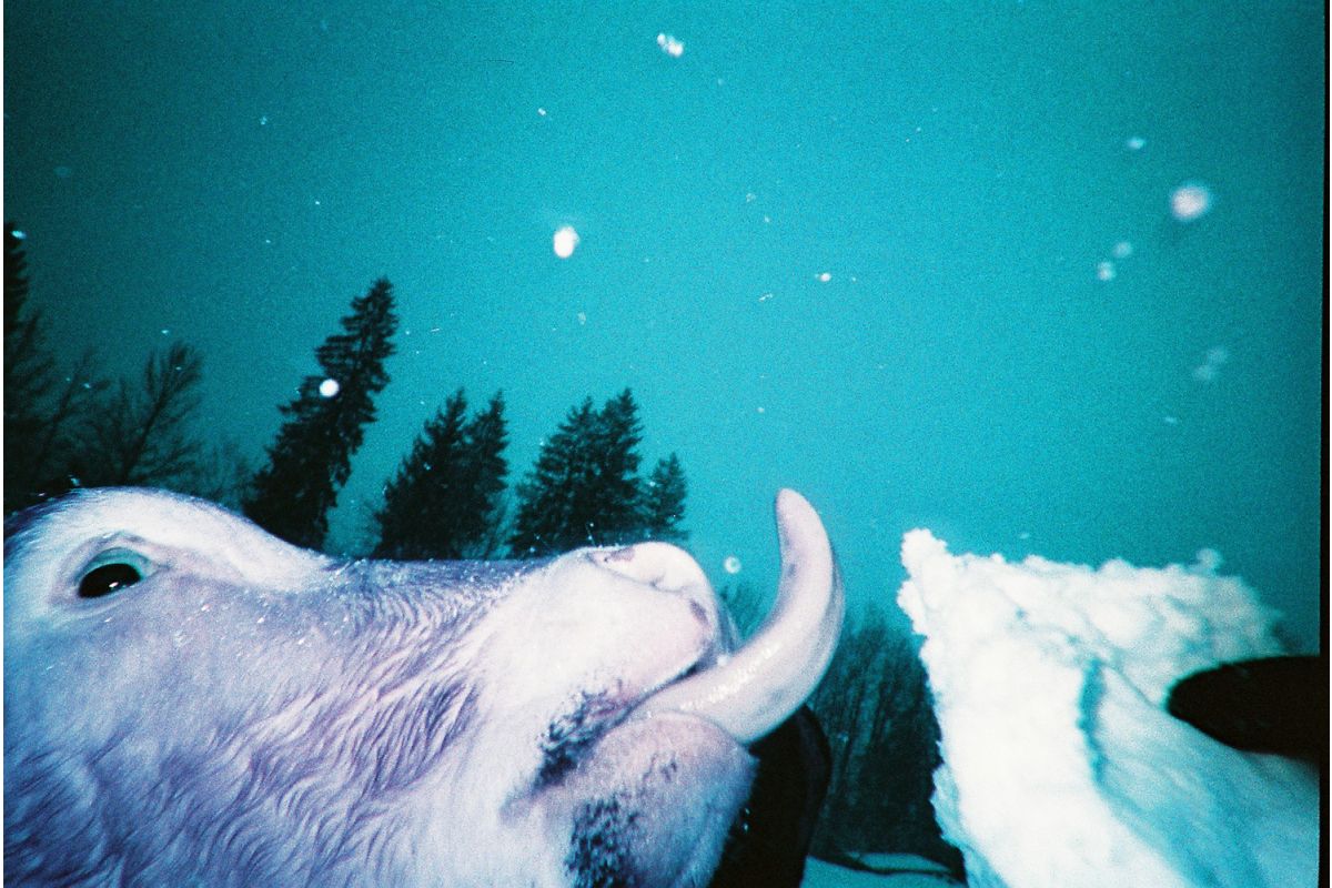 Lomography Analog Camera Purple